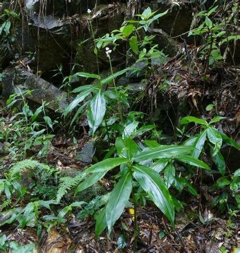 芷若意思|芷若（被子植物门双子叶植物纲植物 ...